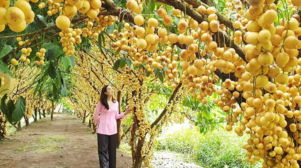 Vườn Trái Cây Cái Bè